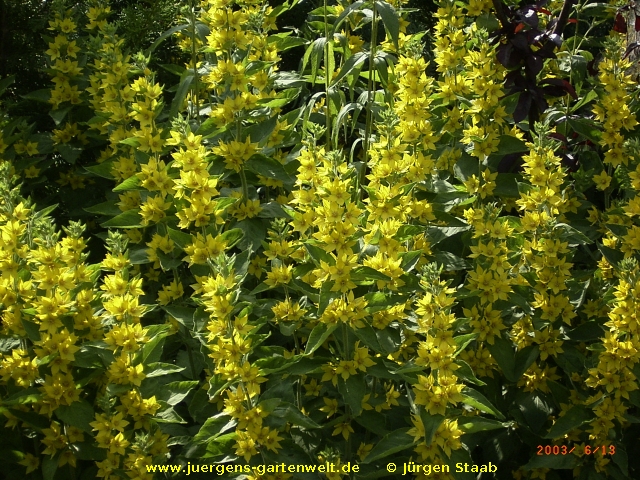 Lysimachia punctata