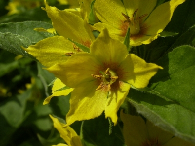 Lysimachia punctata