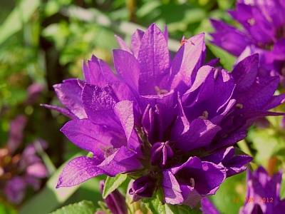 Campanula glomerata