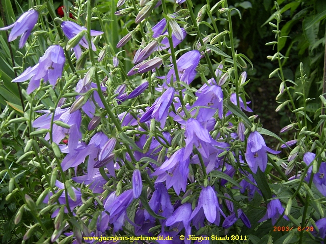 Campanula trachelium