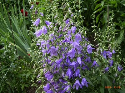 Campanula trachelium