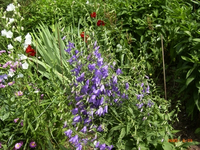 Campanula trachelium