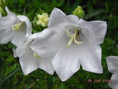 Campanula persicifolia 