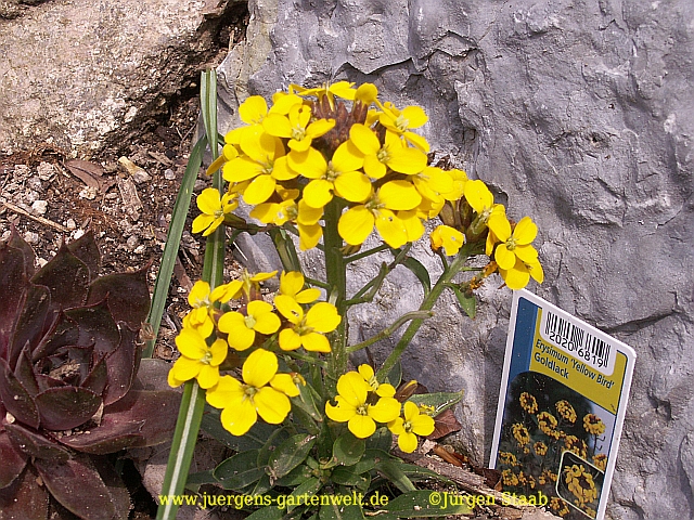 Erysimum cheiri 'Yellow Bird'