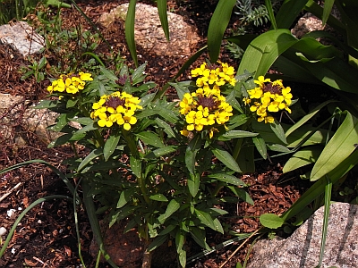 Erysimum cheiri 'Yellow Bird'