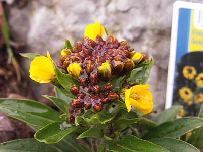 Erysimum cheiri 'Yellow Bird'