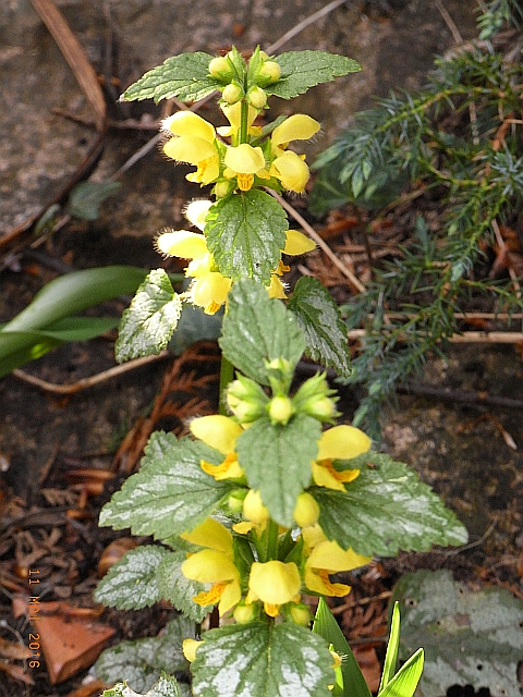 Lamium argentatum 'Florentinum'