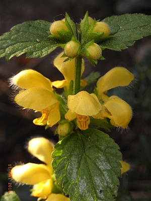 Lamium argentatum 'Florentinum'