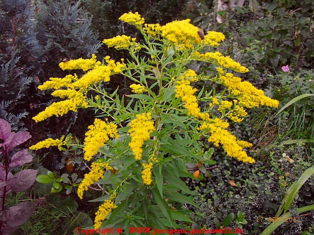 Solidago gigantea