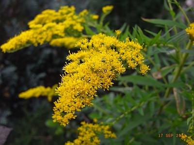 Solidago gigantea