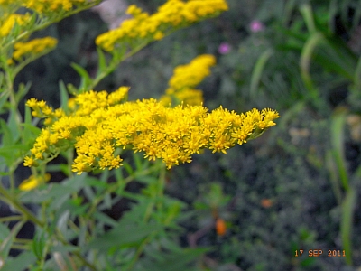 Solidago gigantea