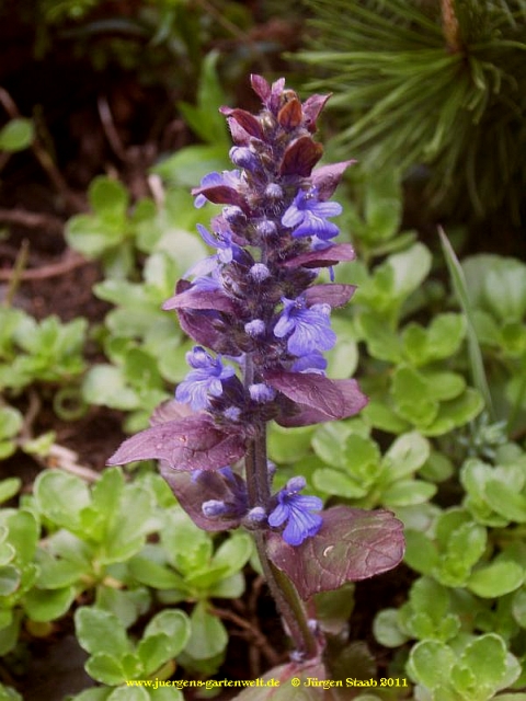 Ajuga reptans 'Atropurpurea'