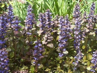 Ajuga reptans 'Atropurpurea'