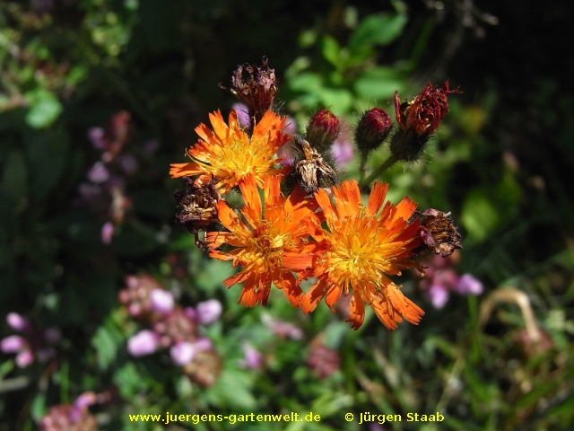 Hieracium aurantiacum