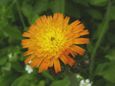 Hieracium aurantiacum