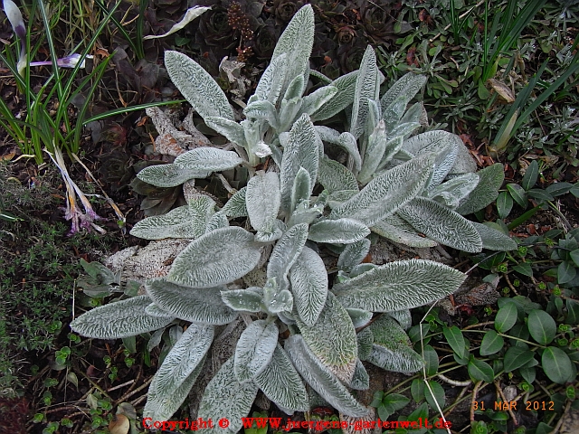 Stachys byzantina 