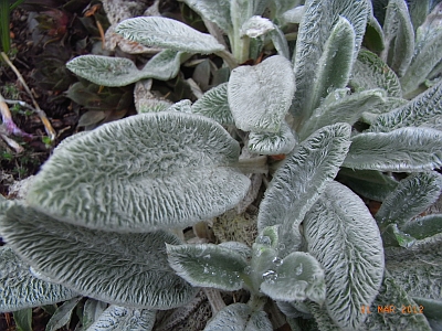 Stachys byzantina 