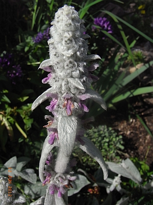 Stachys byzantina 