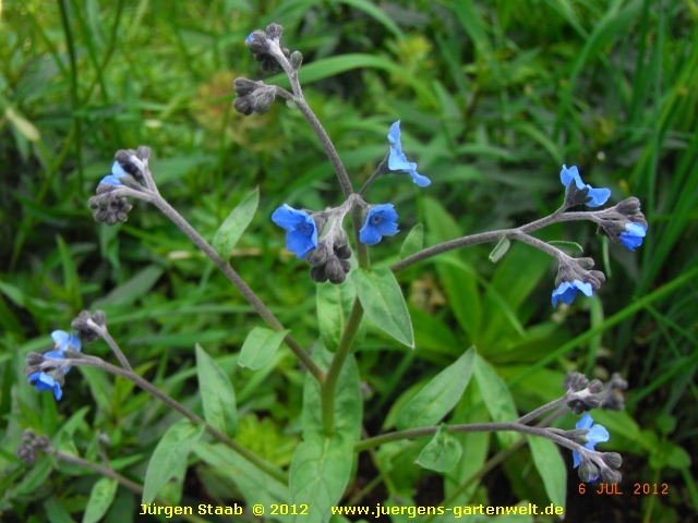 Cynoglossum nervosum 