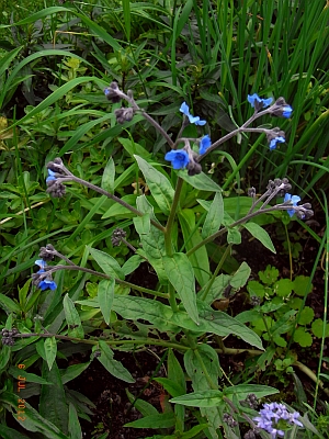 Cynoglossum nervosum 