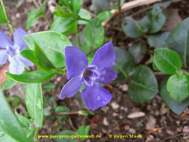 Vinca minor