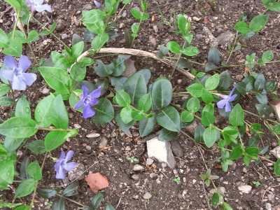 Vinca minor