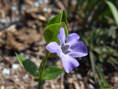 Vinca minor