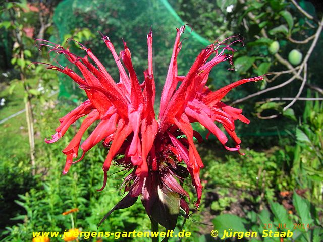 Monarda didyma 