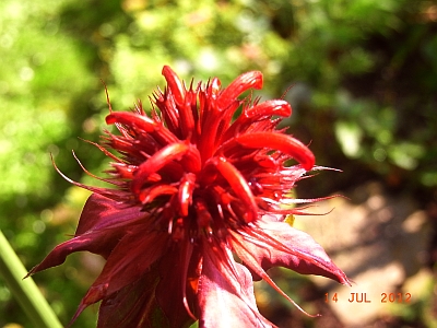 Monarda didyma 