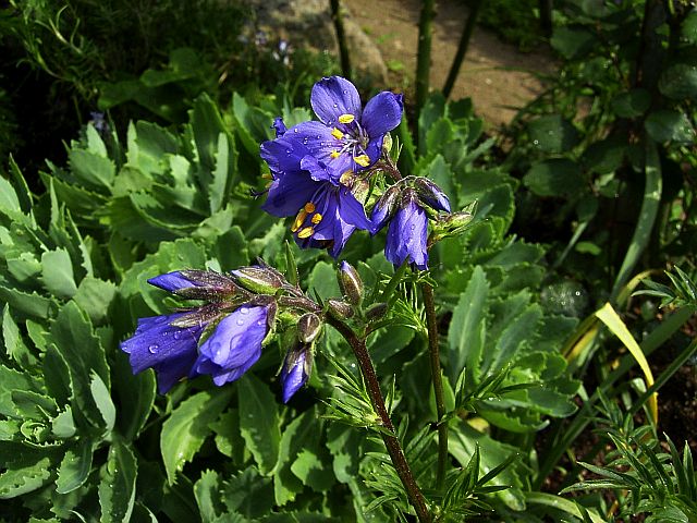 Polemonium caeruleum