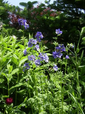 Polemonium caeruleum