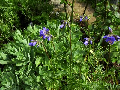 Polemonium caeruleum