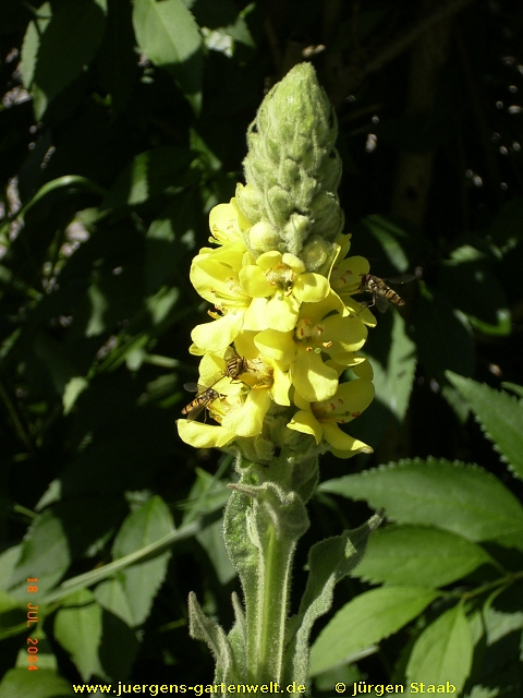 Verbascum thapsus