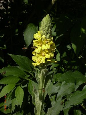 Verbascum thapsus