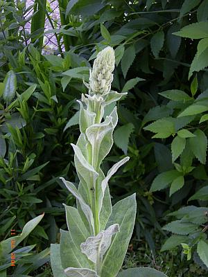 Verbascum thapsus