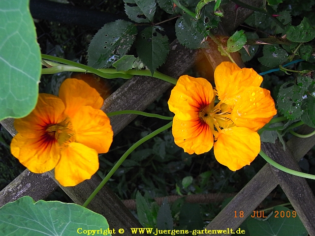 Tropaeolum minus 