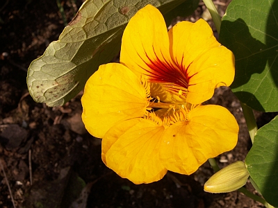 Tropaeolum minus 