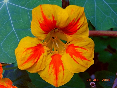 Tropaeolum minus 