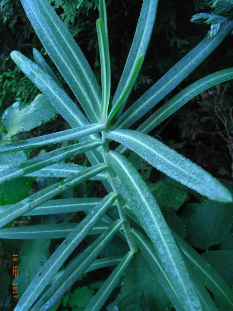 Euphorbia lathyris