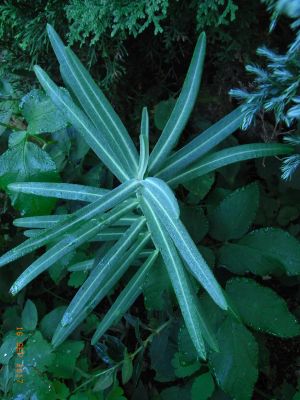 Euphorbia lathyris