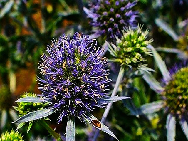 Echinops sphaerocephalus