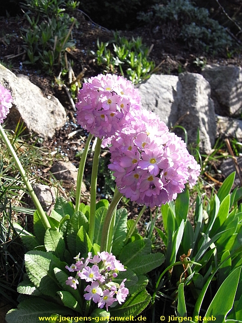 Primula denticulata 