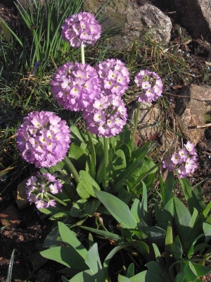 Primula denticulata 