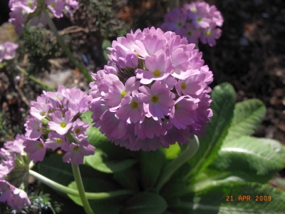 Primula denticulata 