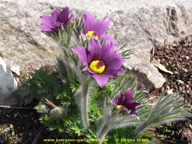 Pulsatilla vulgaris