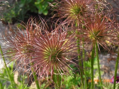 Pulsatilla vulgaris