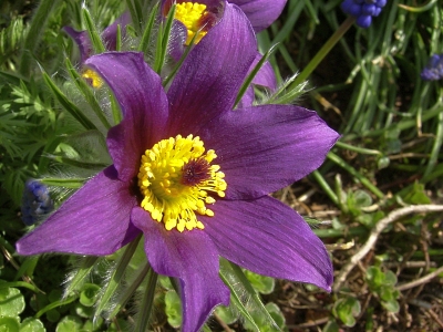 Pulsatilla vulgaris
