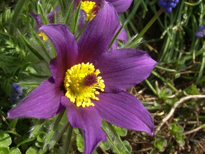 Pulsatilla vulgaris