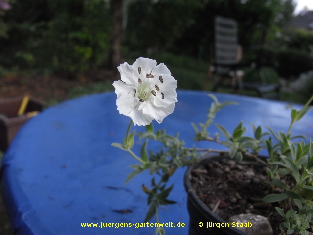 Silene uniflora 'Weißkehlchen'