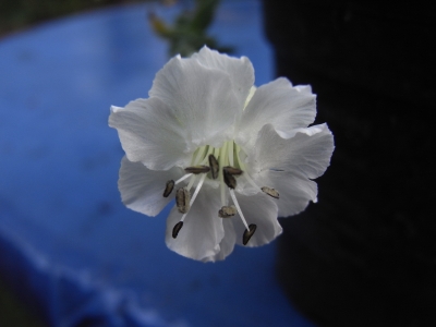 Silene uniflora 'Weißkehlchen'